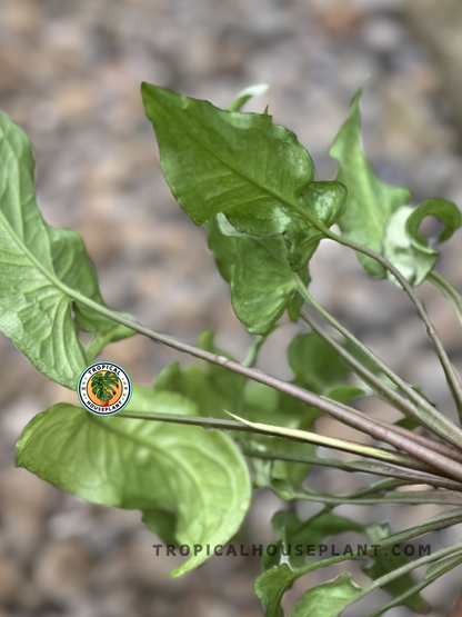 Syngonium Fairy Wings highlighting its elegant, arrowhead-shaped leaves.