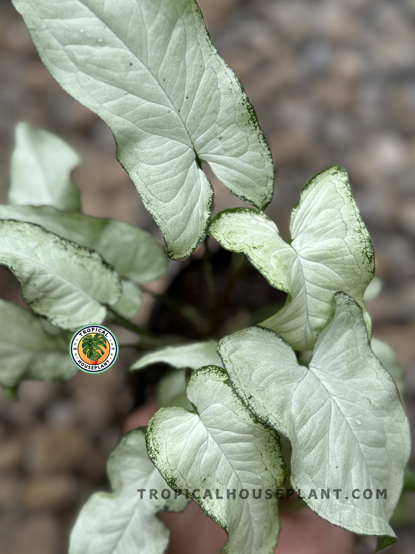 Close-up of Syngonium Fairy Wings showcasing its delicate cream and green foliage.