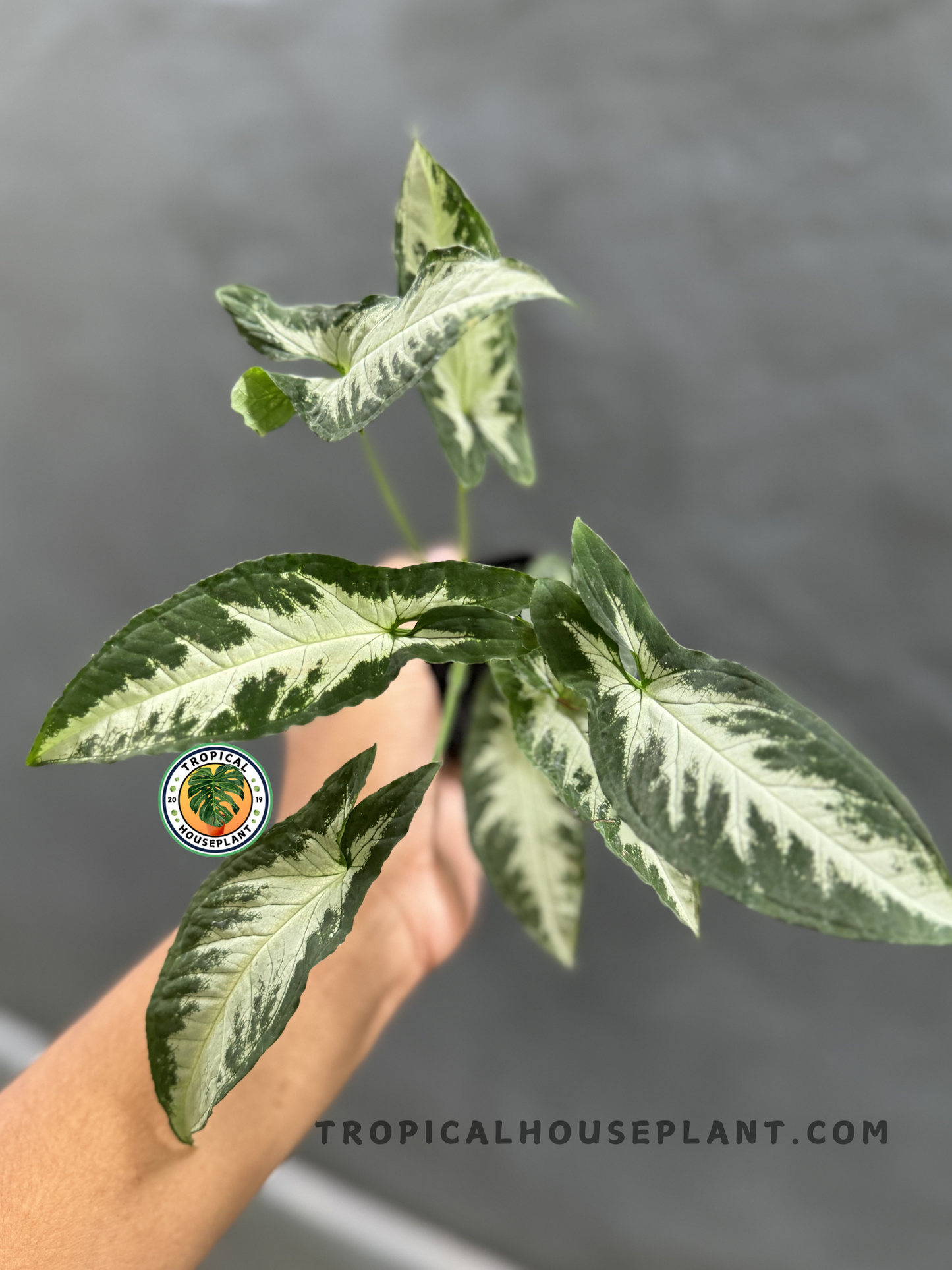 Syngonium Goosefoot Green Velvet held by hand, showcasing its velvety green and silvery variegated arrow-shaped leaves.