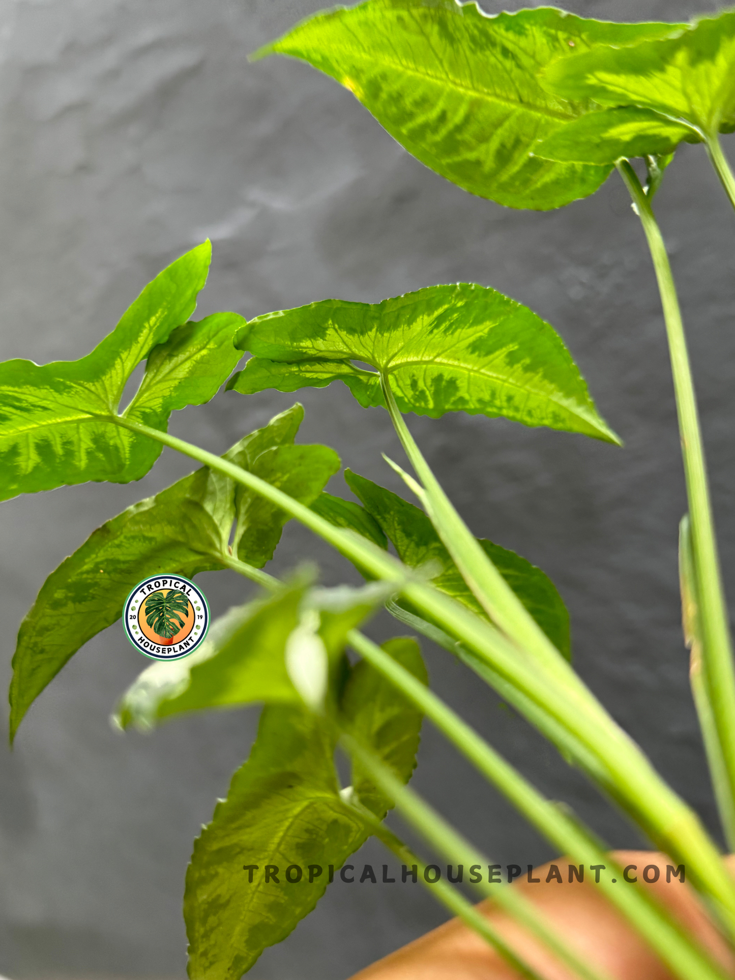 Back view of Syngonium Goosefoot Green Velvet highlighting the soft texture and intricate color pattern of its foliage.