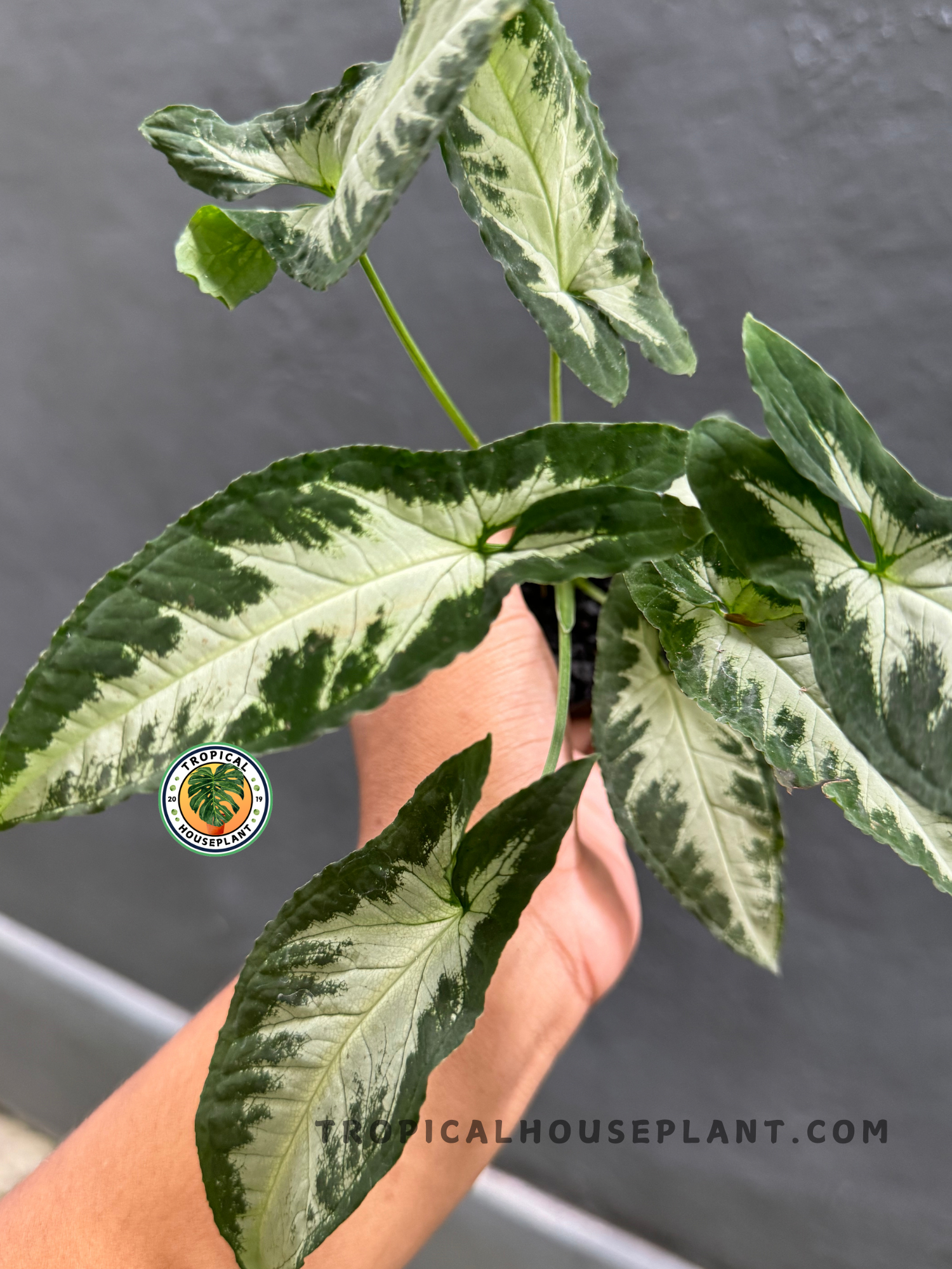 Detailed close-up of Syngonium Goosefoot Green Velvet’s lush, velvety leaves with deep green edges and silvery centers.