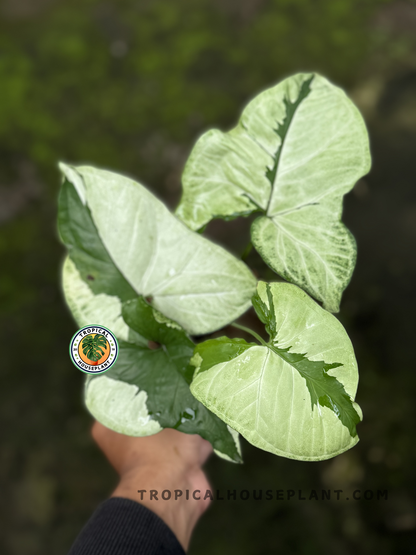 Syngonium Green Beauty with light green, arrow-shaped leaves featuring dark green splotches.