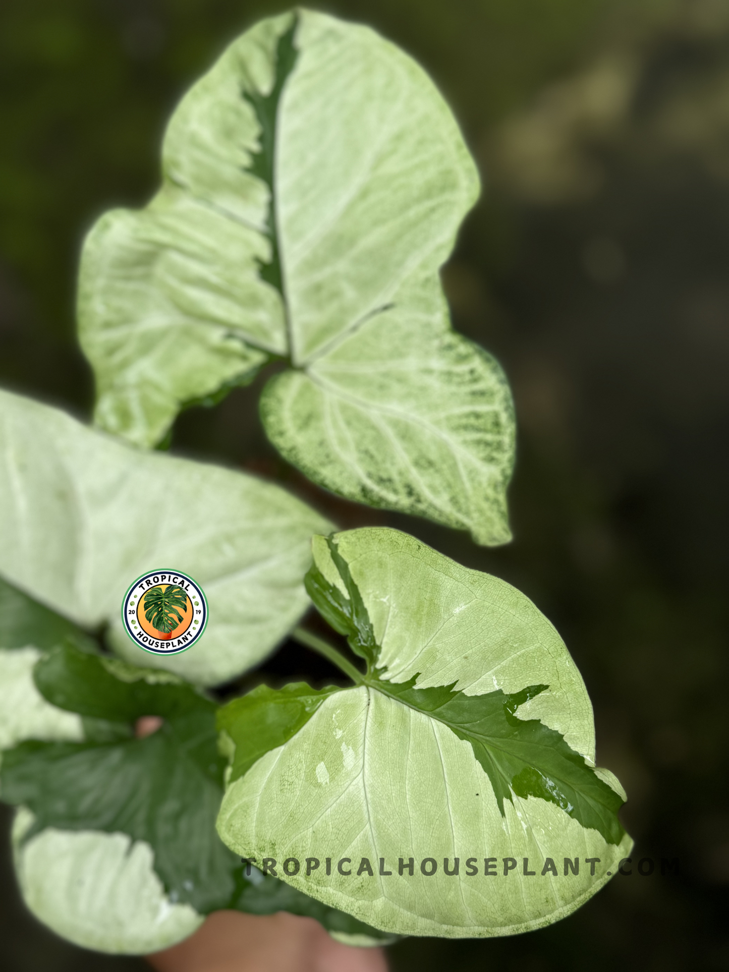 Close-up of Syngonium Green Beauty showcasing its unique variegated foliage.