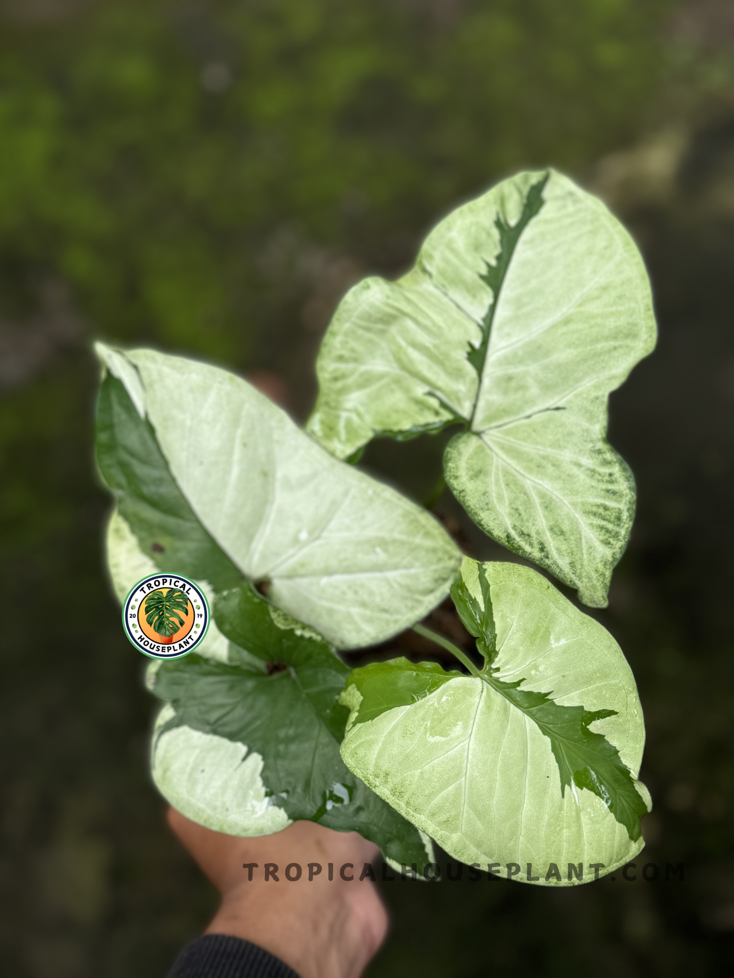 Syngonium Green Beauty plant highlighting its lush, exotic appearance.