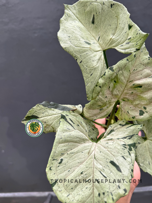 Syngonium Green Splash with vibrant arrow-shaped leaves and unique speckled patterns.