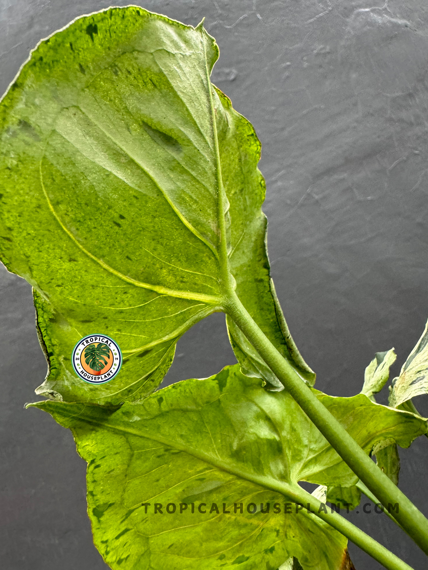 Fully rooted Syngonium Green Splash with 3–5 healthy, patterned leaves.