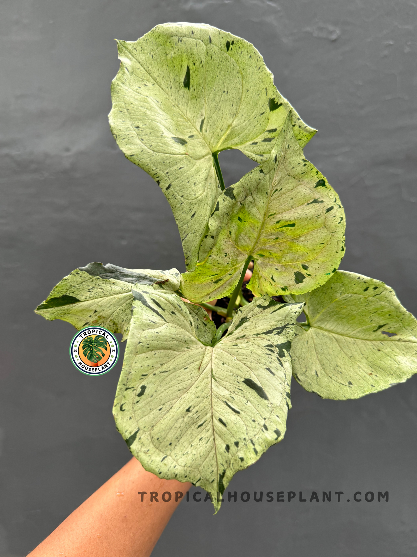 Close-up of Syngonium Green Splash showing its stunning splash-patterned foliage.