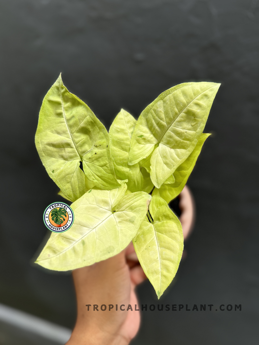 Syngonium Lime Soda held by hand, showcasing its bright lime-green arrowhead-shaped leaves.