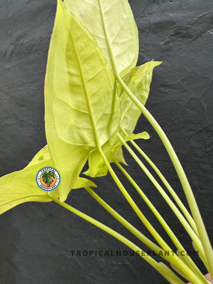 Back view of Syngonium Lime Soda highlighting the smooth texture and vivid lime tones of its foliage.