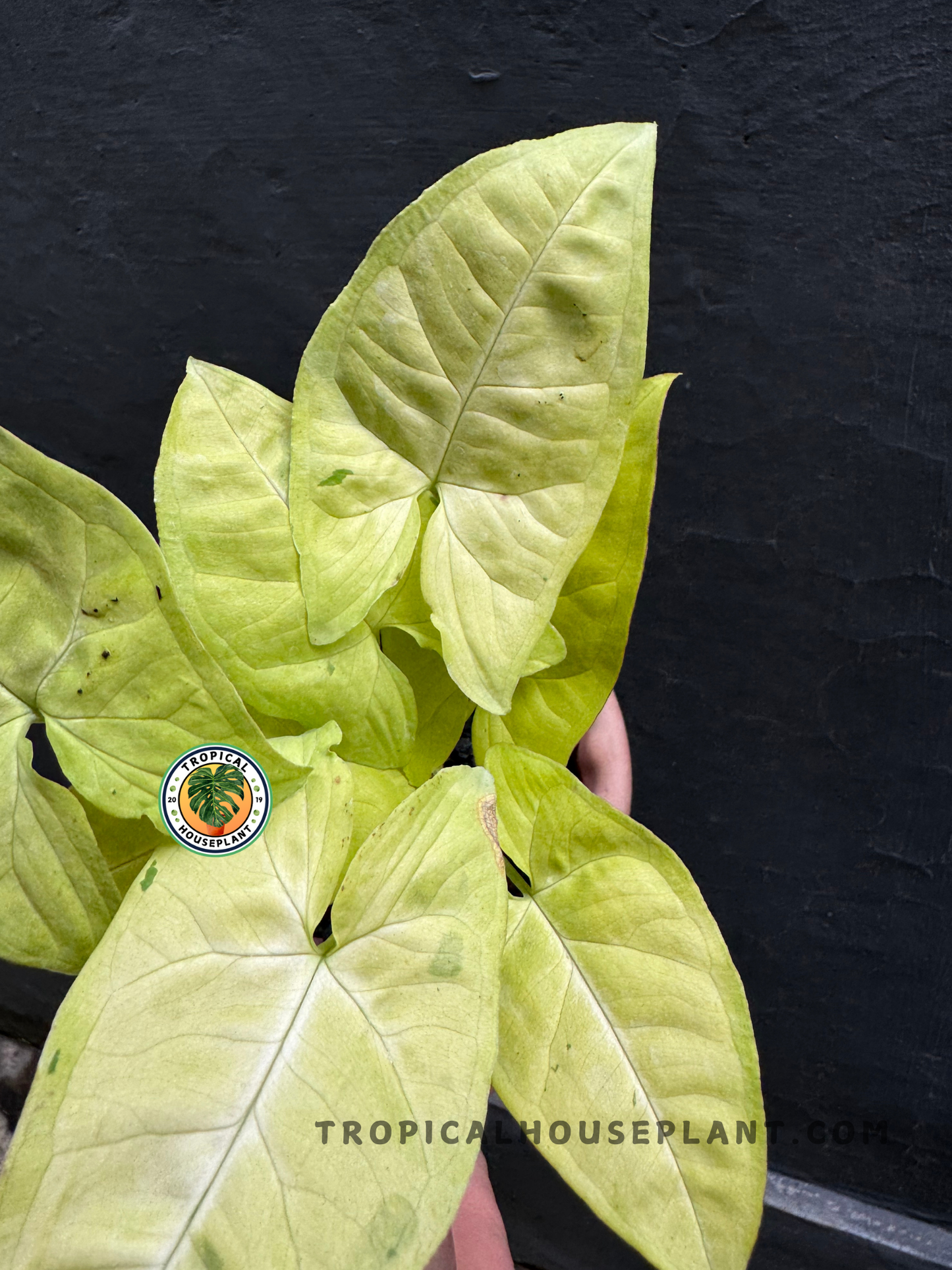 Detailed close-up of Syngonium Lime Soda’s vibrant lime-green leaves with soft veining.