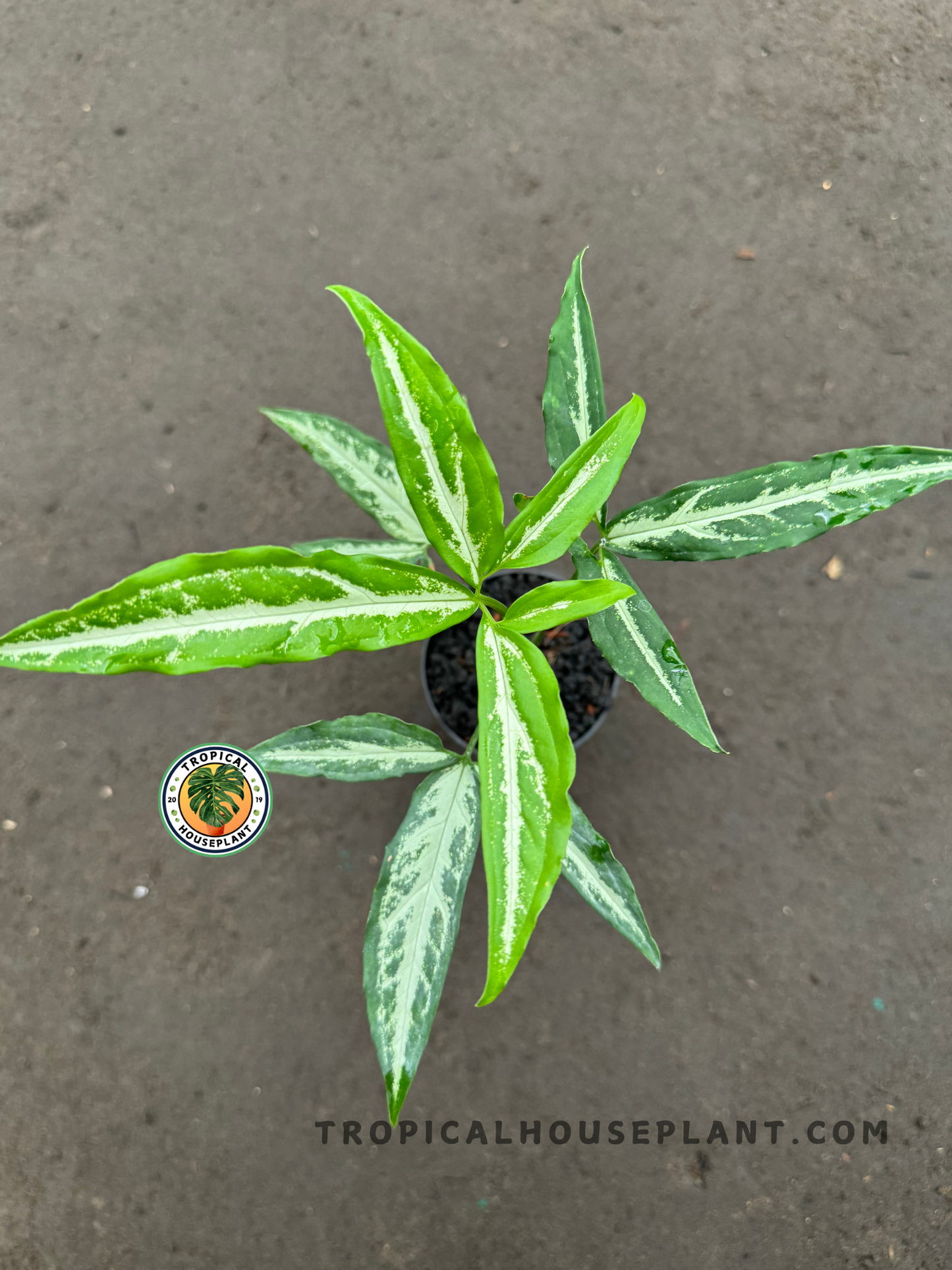 Syngonium Little Star plant with star-shaped leaves in green and white stripe.