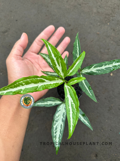 Fully rooted Syngonium Little Star plant with 3–5 vibrant and healthy leaves.