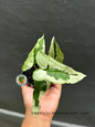 Syngonium Majesty held by hand, showcasing its bold green and creamy white variegated arrowhead leaves.