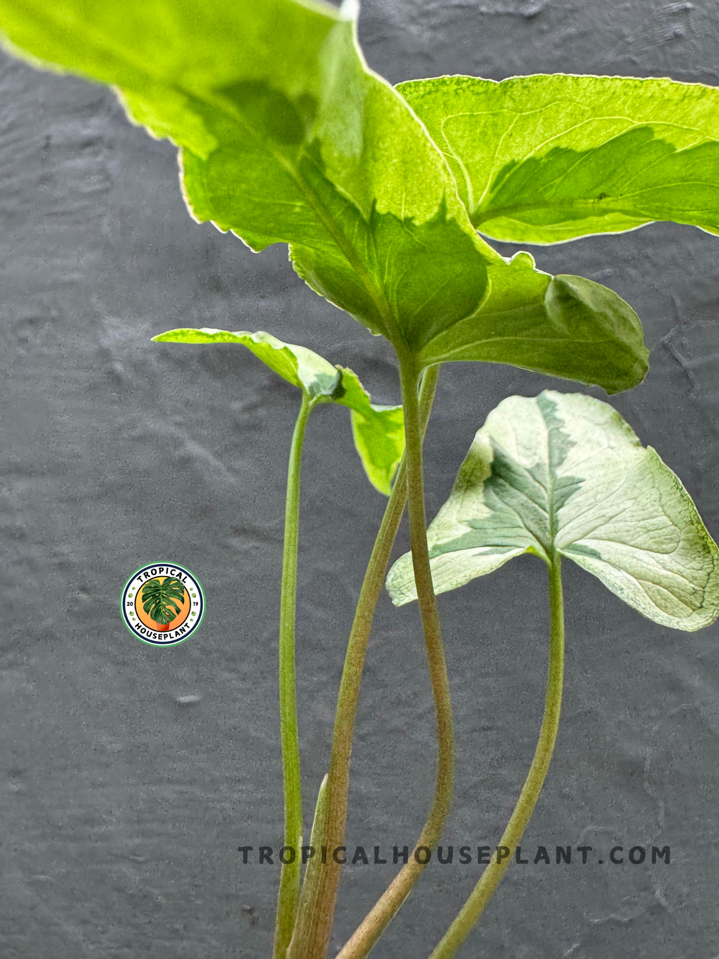 Back view of Syngonium Majesty highlighting the intricate marbled variegation and smooth leaf texture.