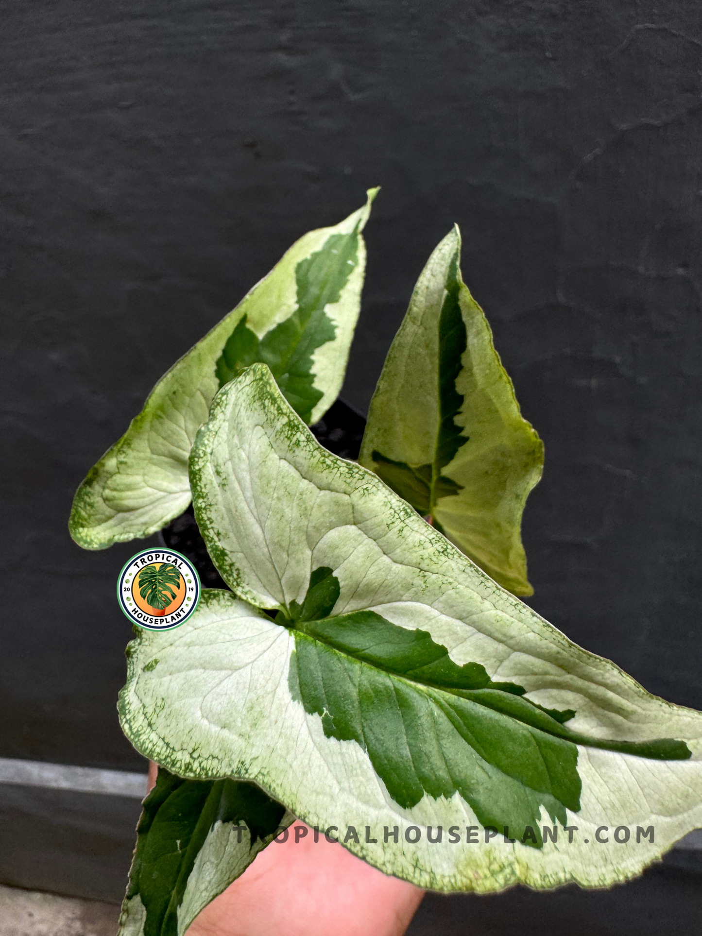 Detailed close-up of Syngonium Majesty’s arrowhead-shaped leaves with striking green and white patterns.