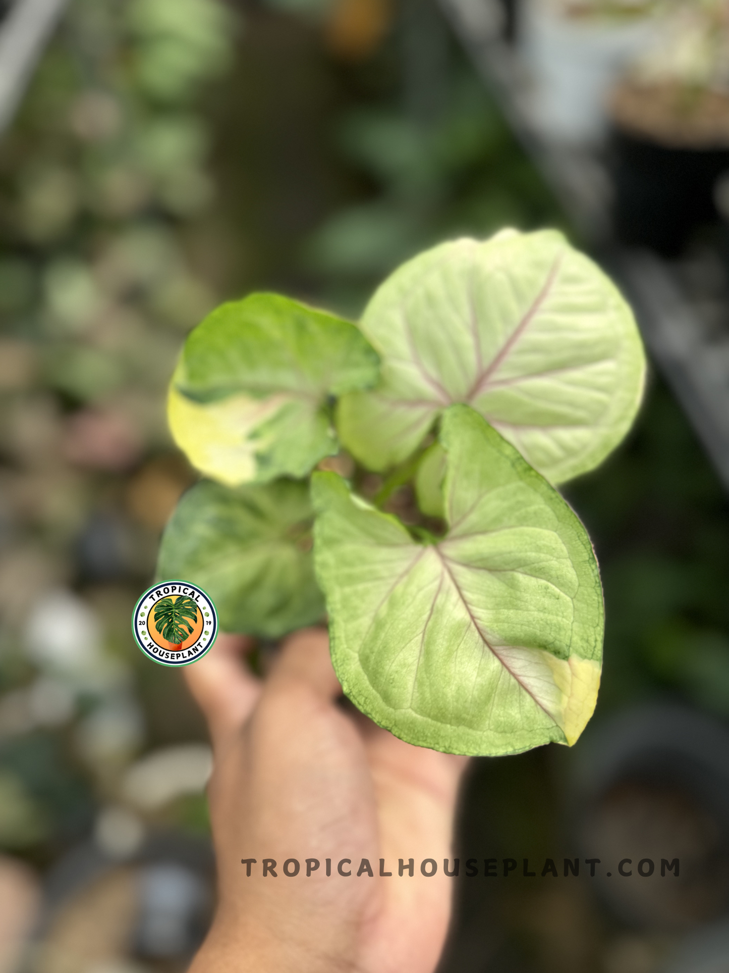 Syngonium Mango Variegated Orm Thong with vibrant mango-colored variegated leaves.