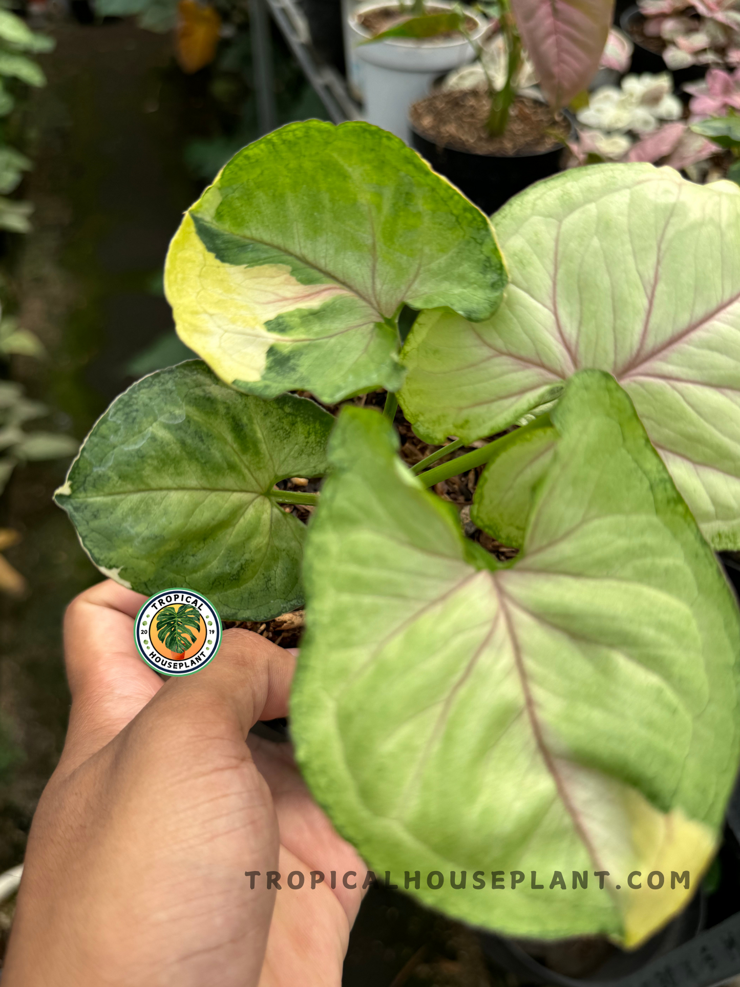 Healthy Syngonium Mango Variegated Orm Thong plant with striking mango-colored variegation.