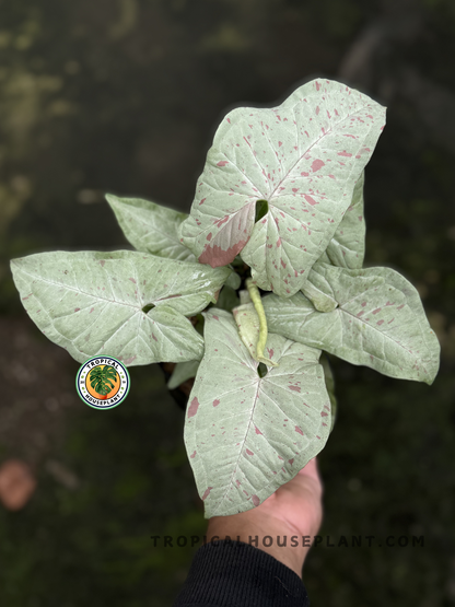 Syngonium Milk Confetti with arrowhead-shaped leaves featuring milky green and pastel pink variegation.