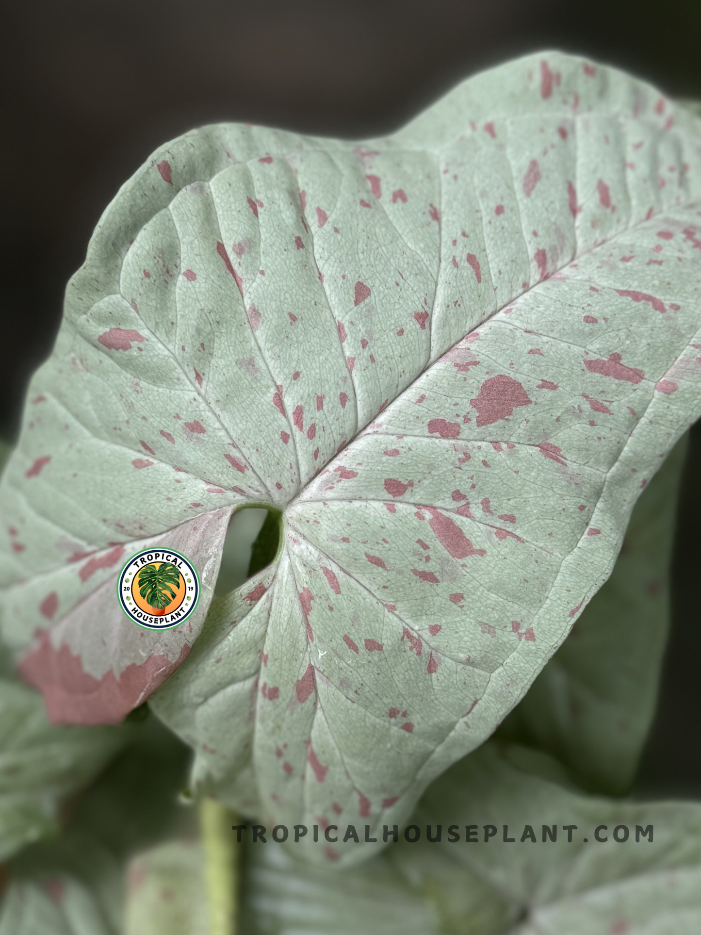 Close-up of Syngonium Milk Confetti showcasing its unique pink speckles on a milky green leaf.