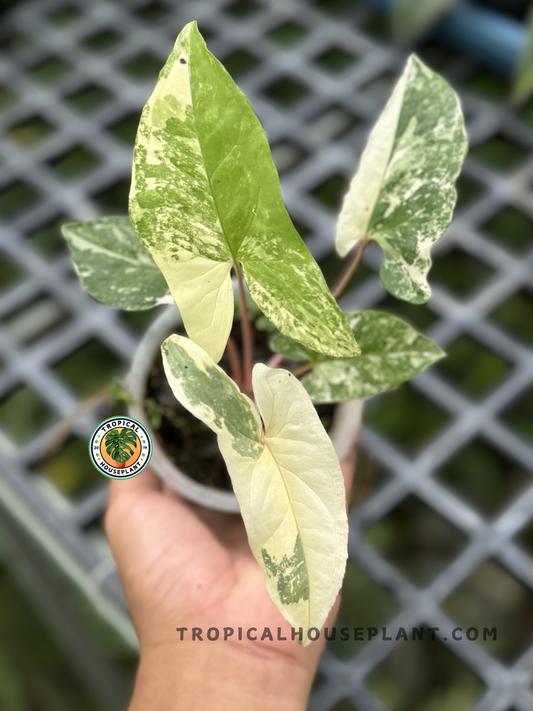 Syngonium Mint of Sumatra with mint-green leaves and delicate white veins.