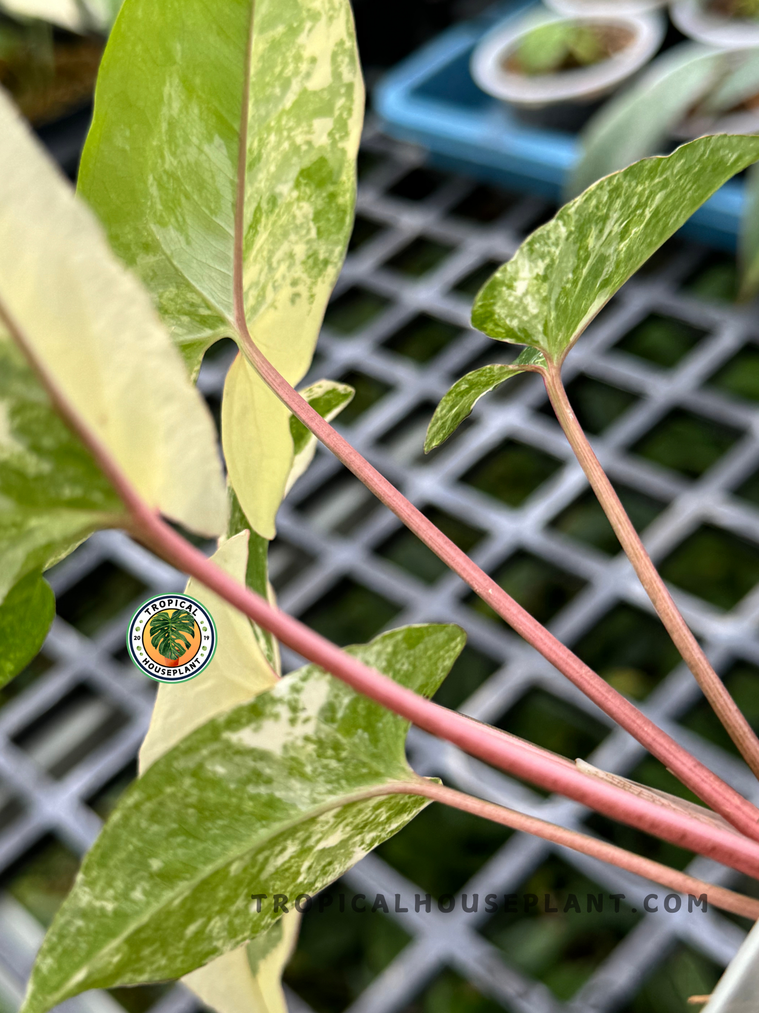 Healthy Syngonium Mint of Sumatra plant displaying its elegant, mint-green leaves.