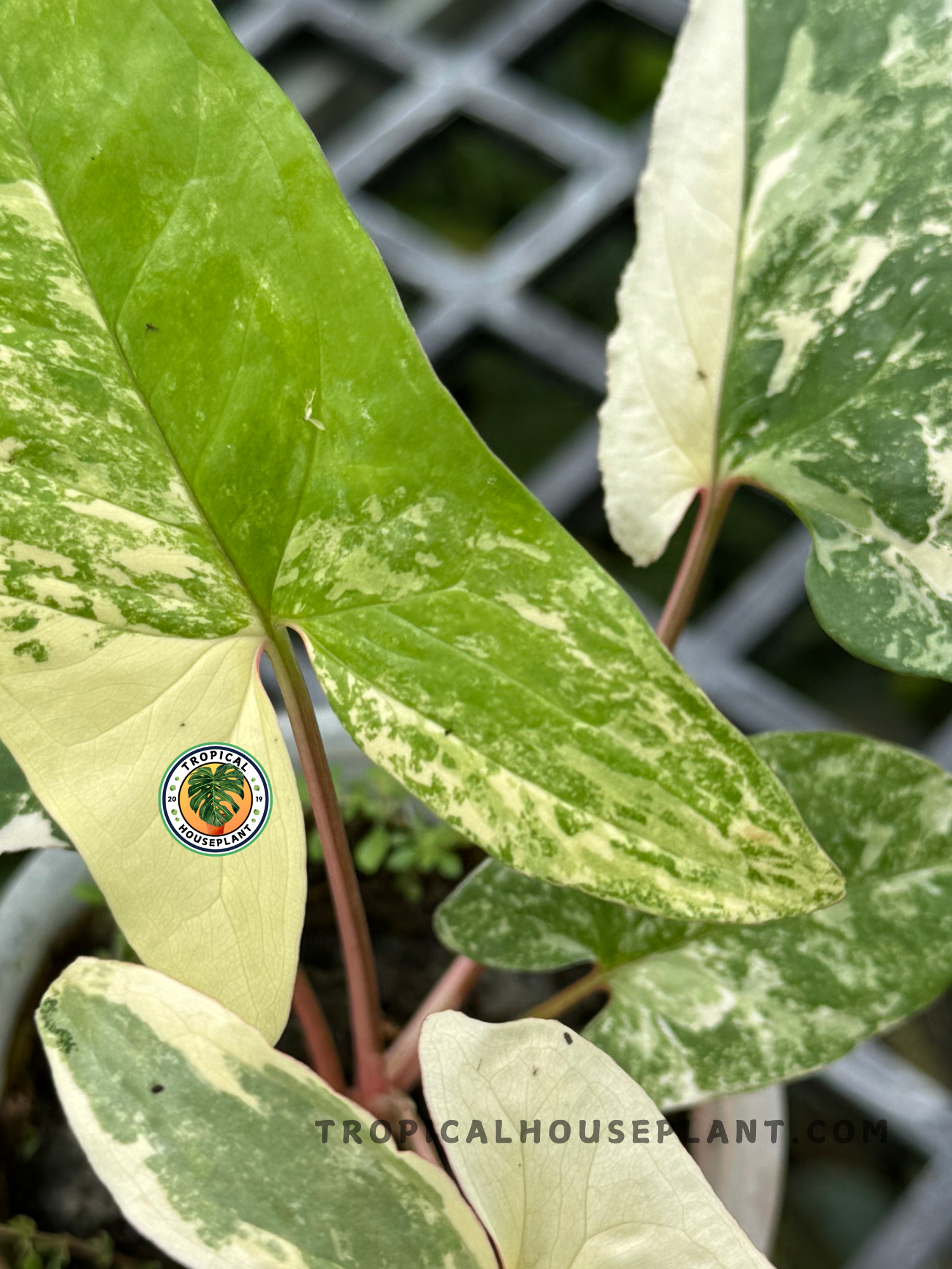 Full view of Syngonium Mint of Sumatra in an indoor setting with gentle light.