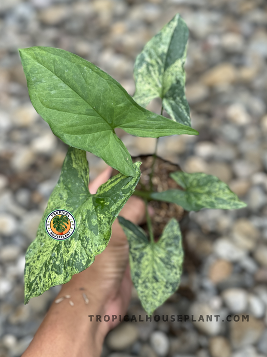 Syngonium Mojito with minty green leaves and striking white and green variegation.