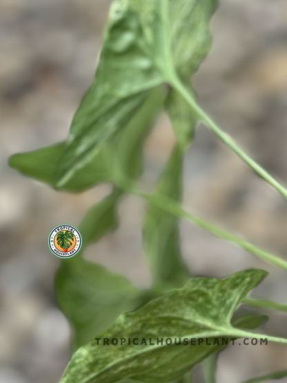 Healthy Syngonium Mojito plant displaying its unique mint-green and white leaf pattern.