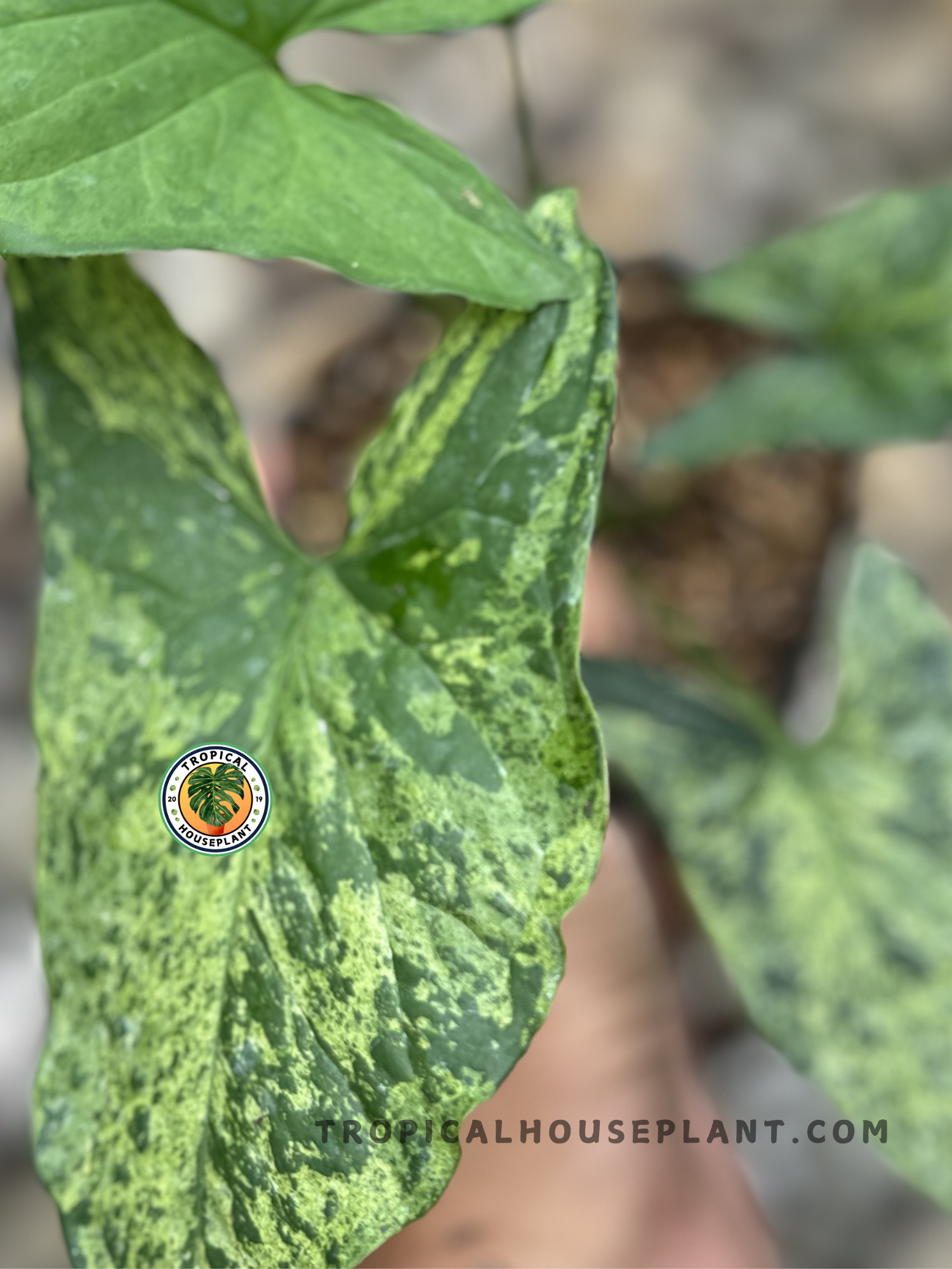 Close-up of Syngonium Mojito showcasing its vibrant variegated foliage.