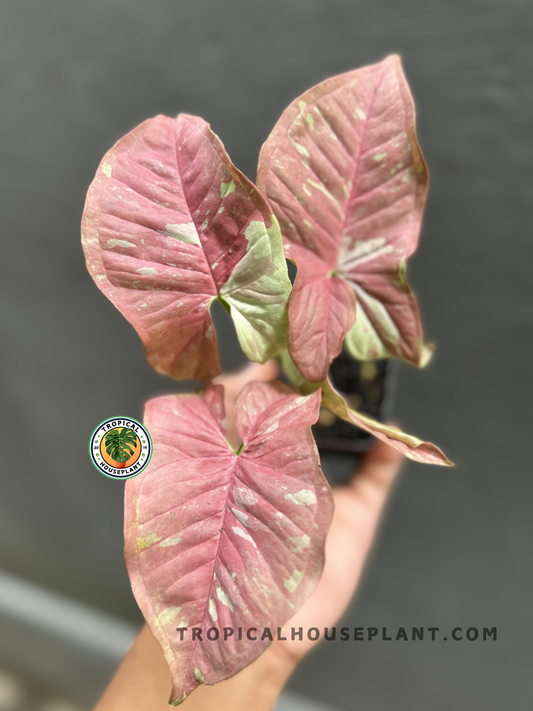 Syngonium Pink Candy held by hand, showcasing its bold pink leaves with hints of green and cream.