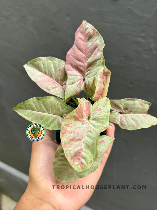 Syngonium Pink Cloud held by hand, showcasing its soft blush pink and green variegated arrowhead leaves.