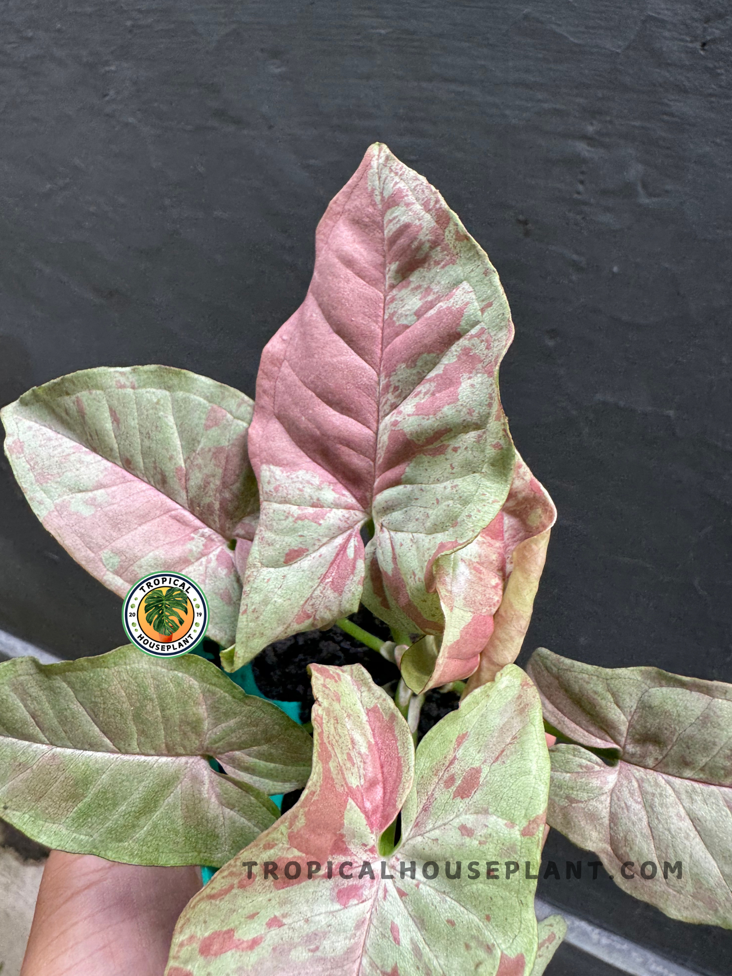 Detailed close-up of Syngonium Pink Cloud’s arrow-shaped leaves with soft pink and green marbling.