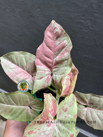 Detailed close-up of Syngonium Pink Cloud’s arrow-shaped leaves with soft pink and green marbling.