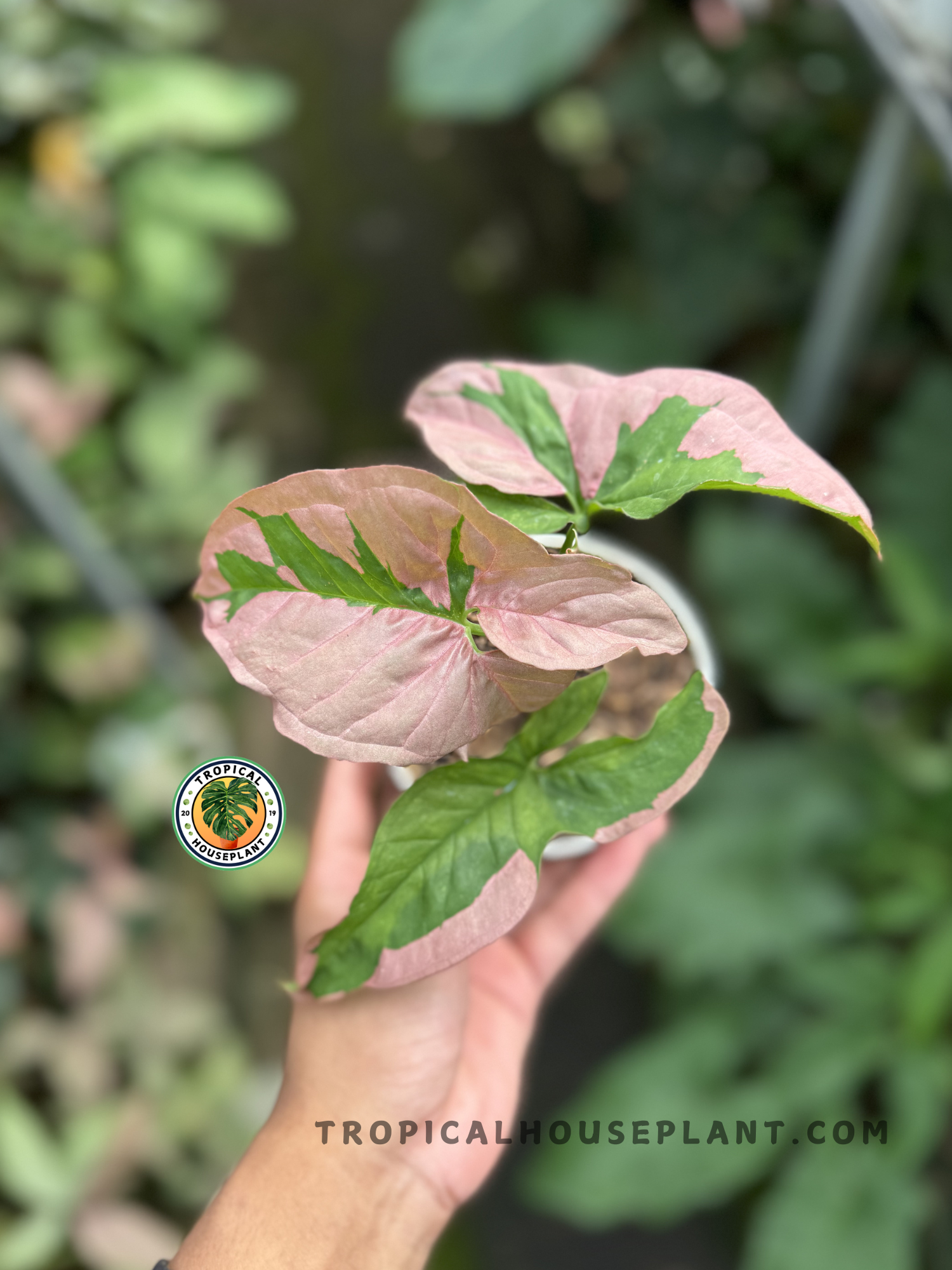 Syngonium Pink Lava with vibrant pink and green arrow-shaped leaves.