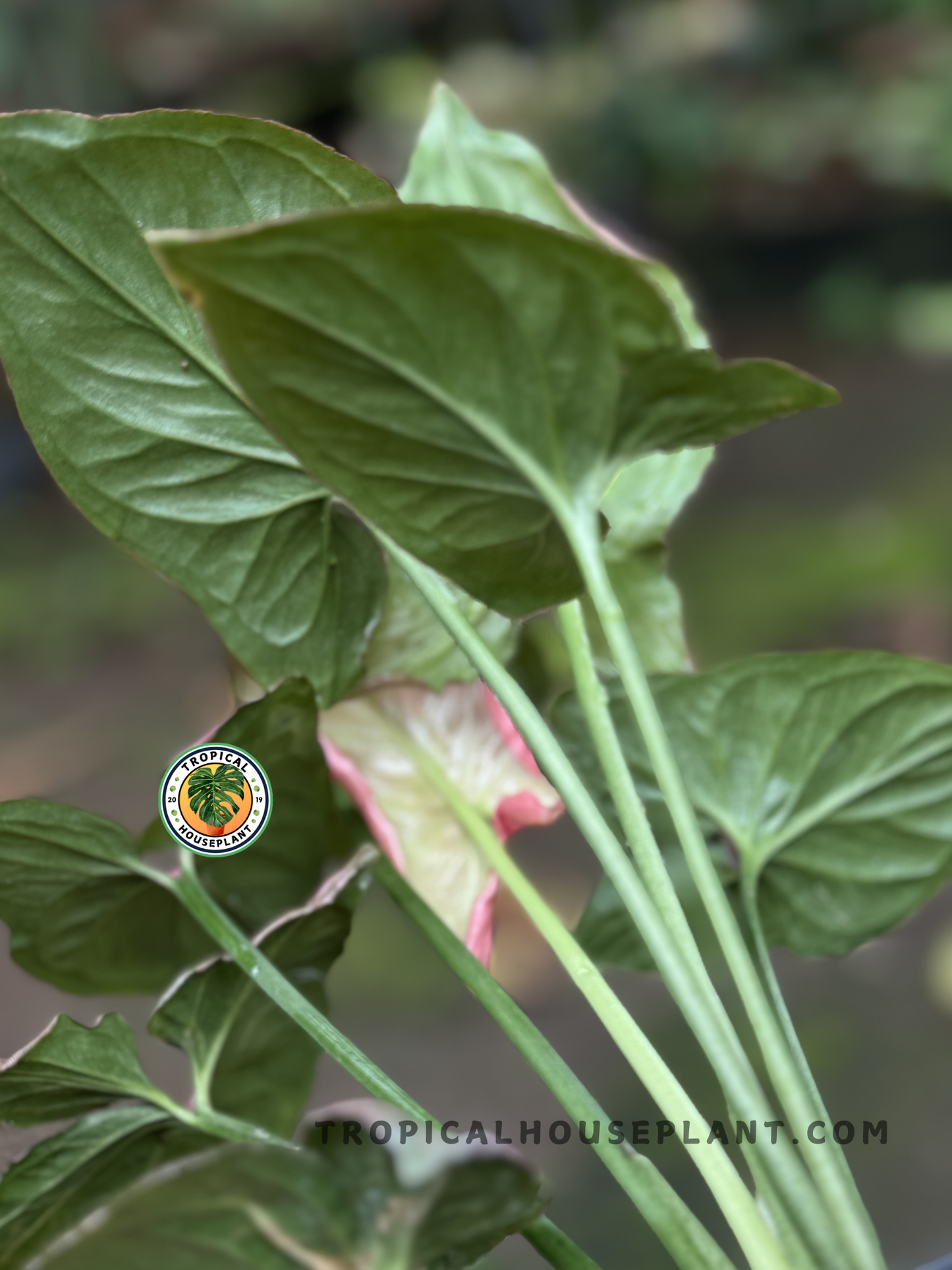 Healthy Syngonium Pink Perfection plant displaying its striking pink and green variegation.