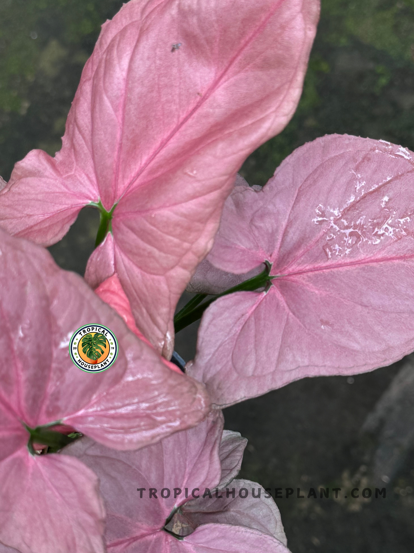 Close-up of Syngonium Pink Perfection showcasing its beautiful pink and green foliage.