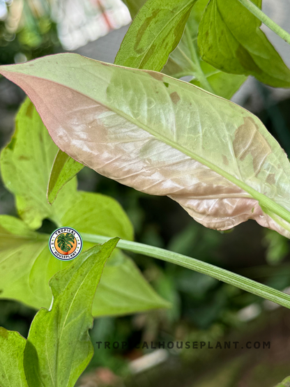 Healthy Syngonium Pink Salmon plant displaying its unique salmon pink and green foliage.