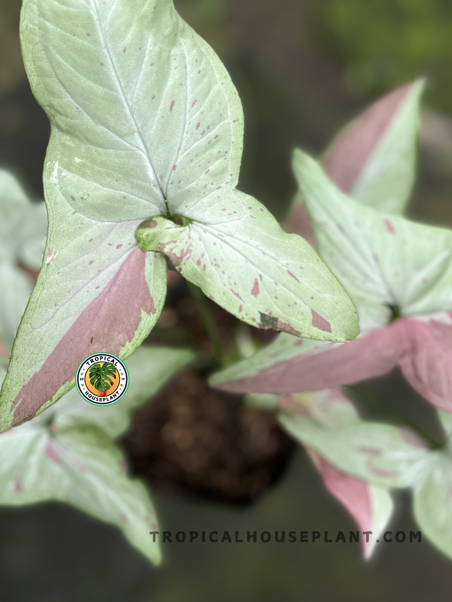 Close-up of Syngonium Pink Salmon showcasing its soft, pink and green leaf pattern.