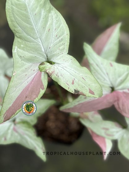 Close-up of Syngonium Pink Salmon showcasing its soft, pink and green leaf pattern.