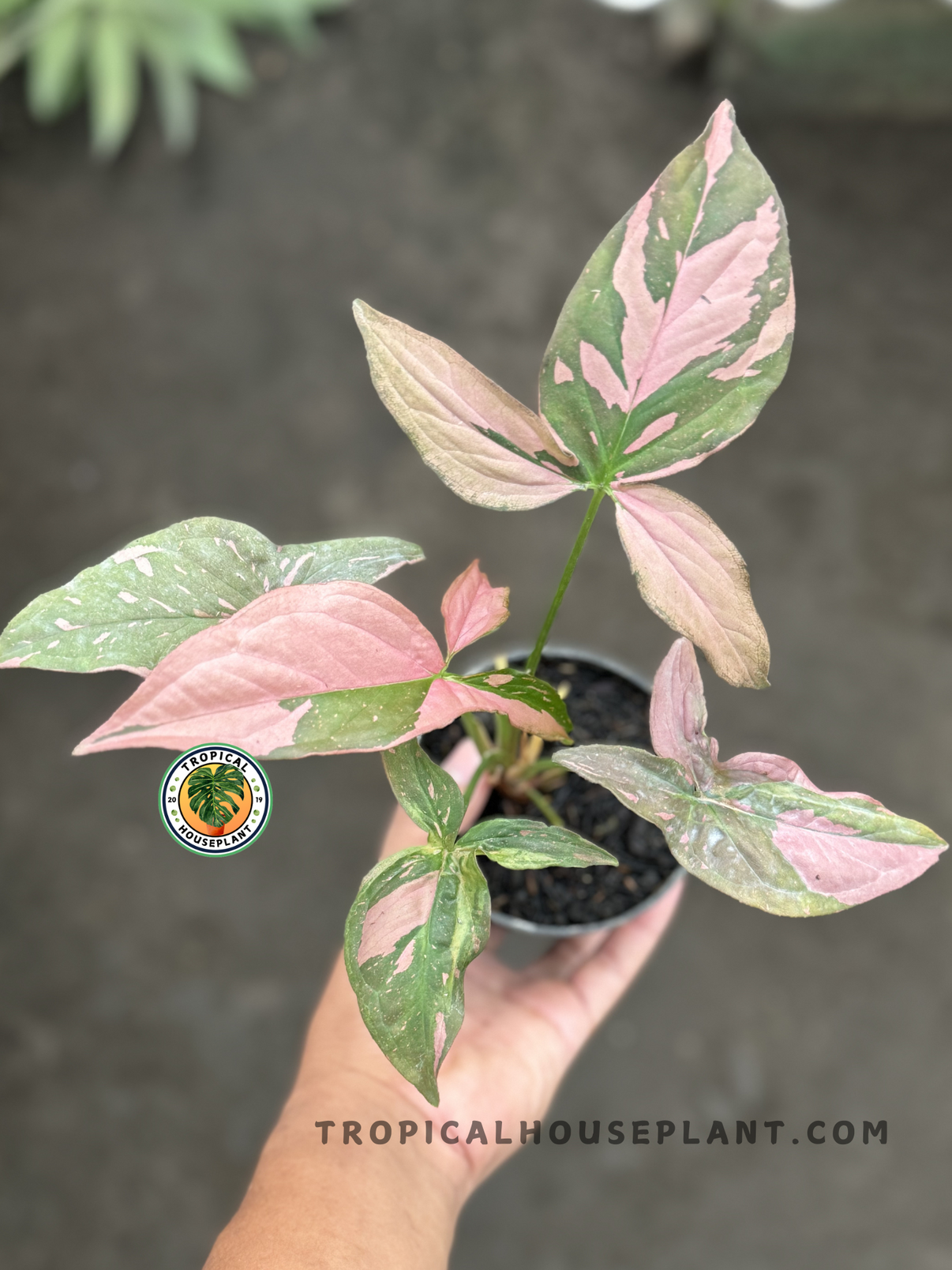 Syngonium Pink Splash – Tropical Houseplant