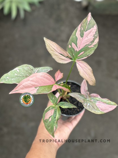 Syngonium Pink Splash plant featuring soft pink patterns on green arrow-shaped leaves.