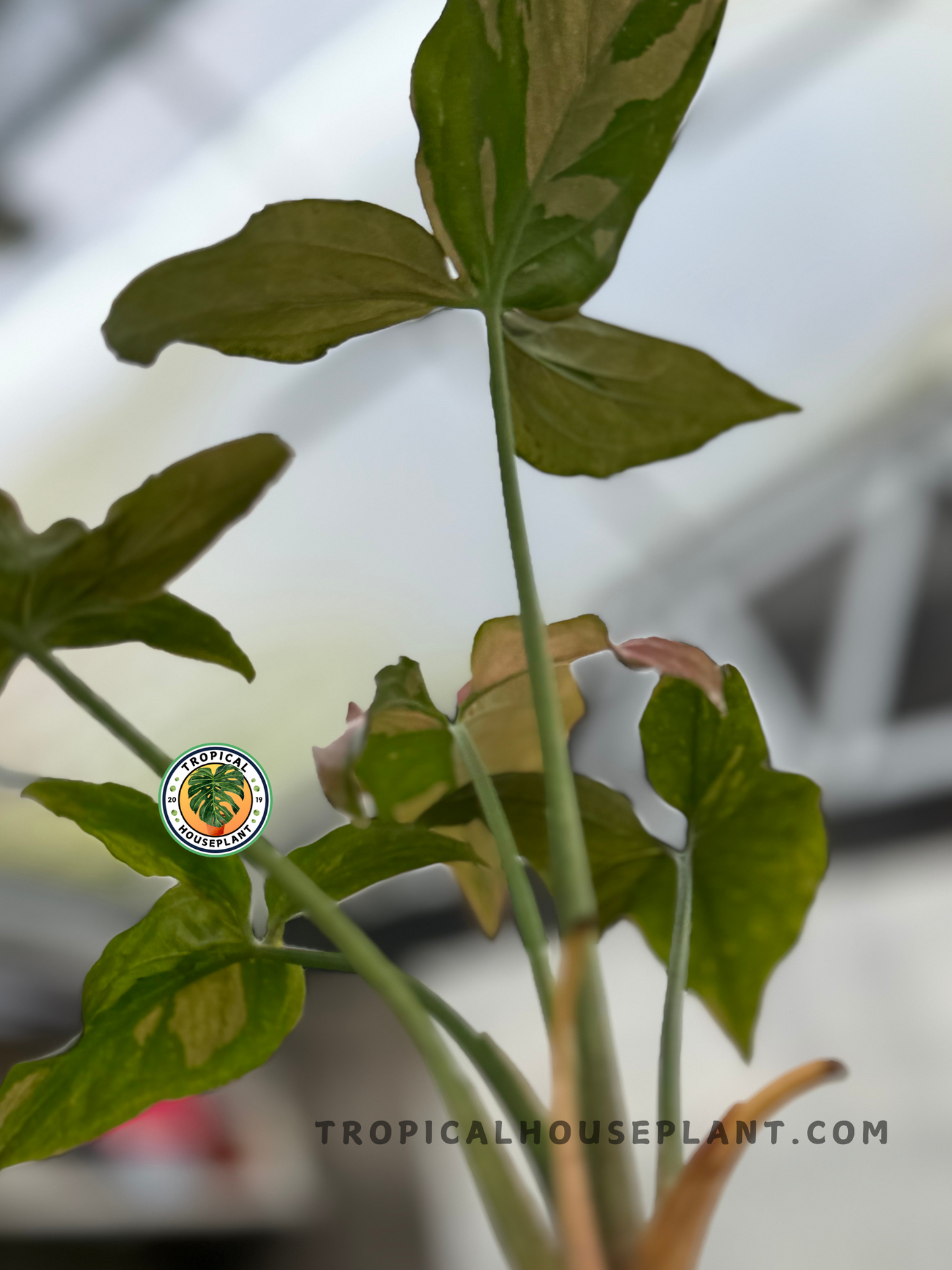 Fully rooted Syngonium Pink Splash with 3–5 healthy and colorful leaves.