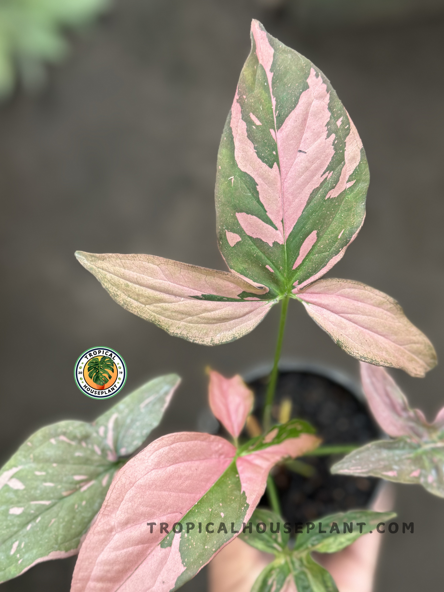 Close-up of Syngonium Pink Splash showcasing its vibrant pink and green foliage.