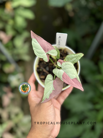 Syngonium Raspberry Variegated with vibrant raspberry pink and green arrow-shaped leaves.