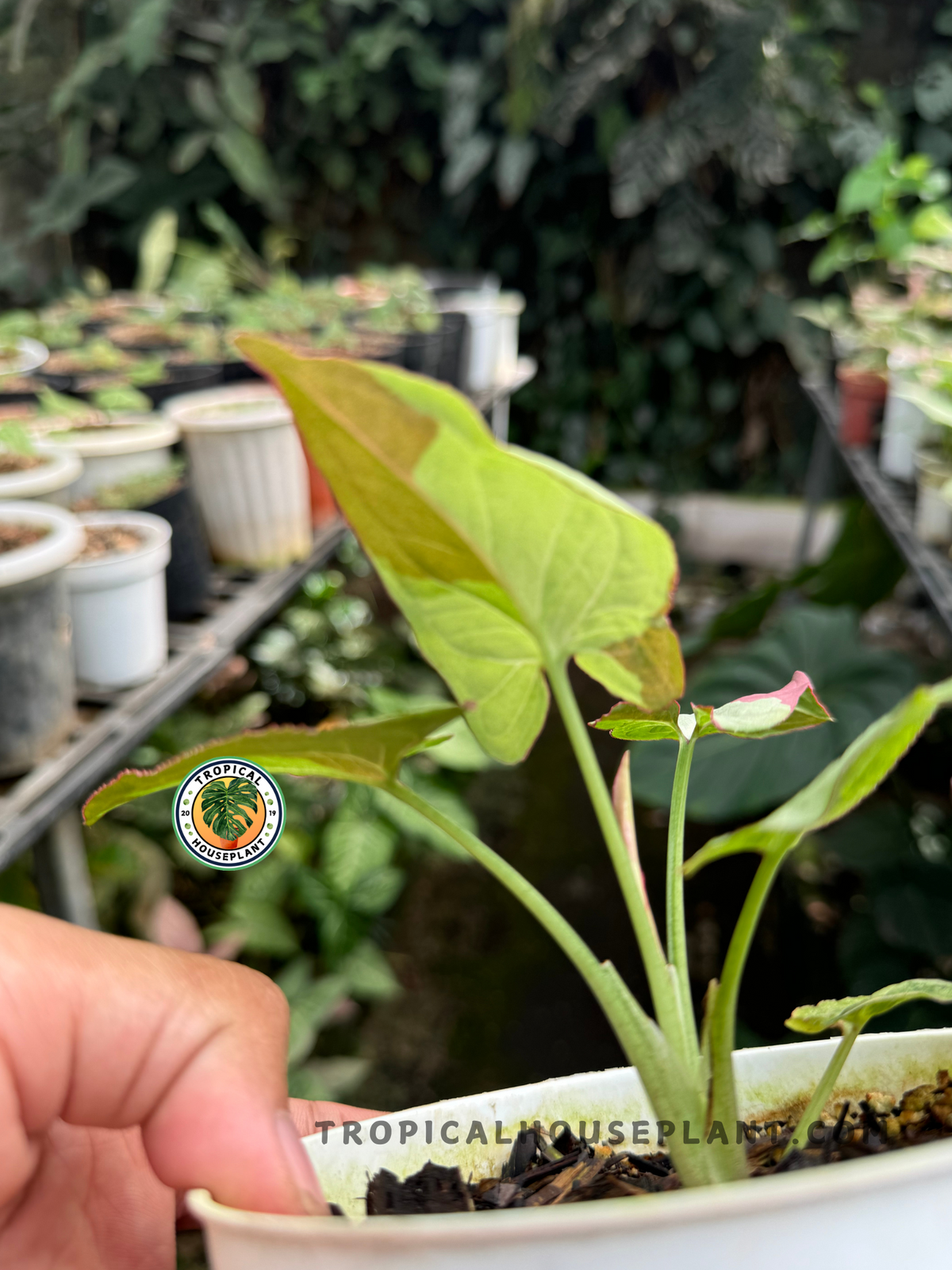 Variegated Raspberry Syngonium Raspberry Variegated – Tropical Houseplant