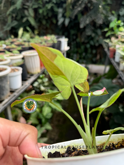 Healthy Syngonium Raspberry Variegated plant with striking raspberry pink variegation.