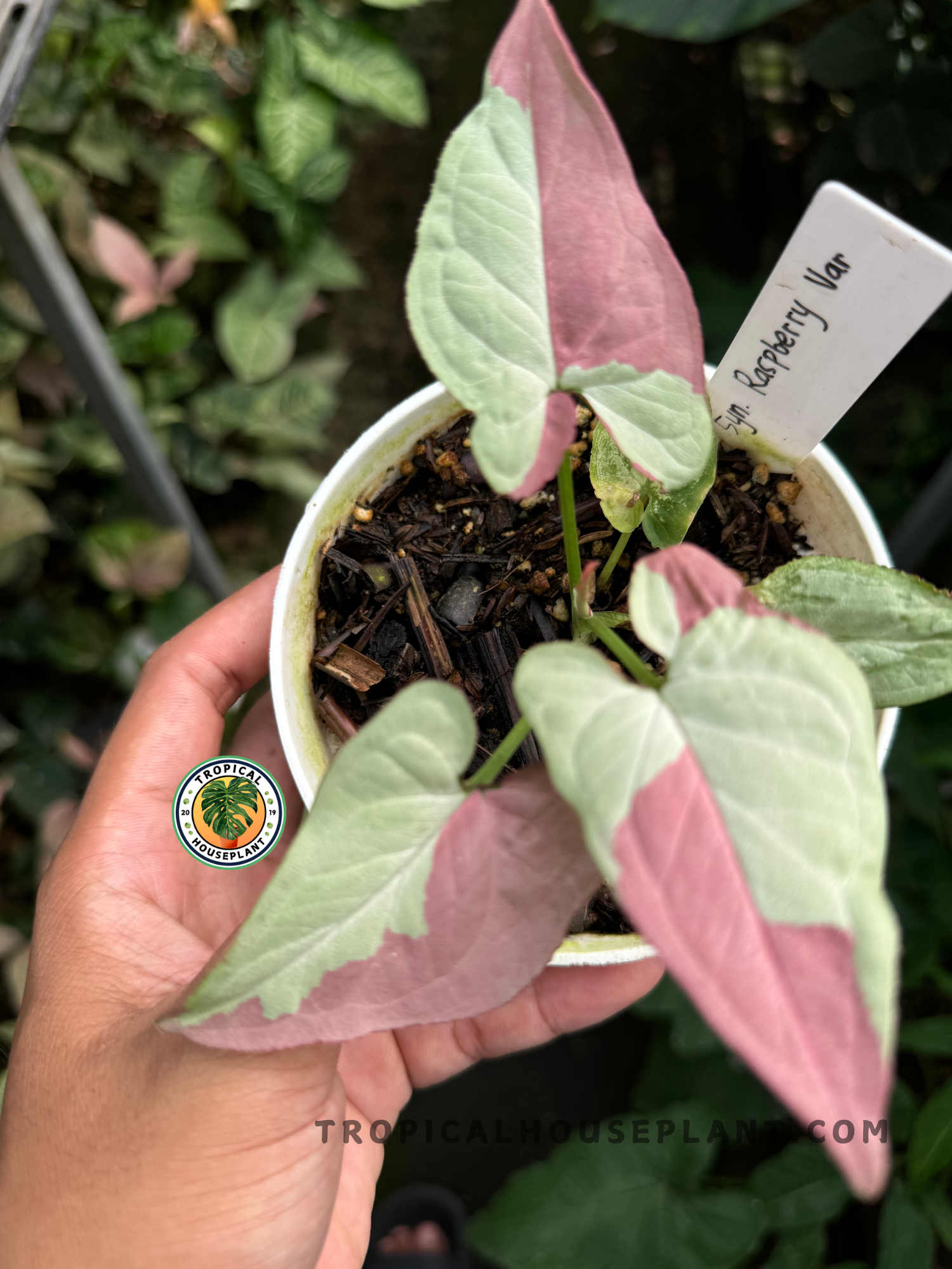 Variegated Raspberry Syngonium Raspberry Variegated – Tropical Houseplant