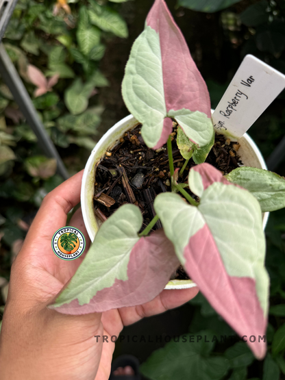 Close-up of Syngonium Raspberry Variegated showcasing its bold leaf colors and patterns.