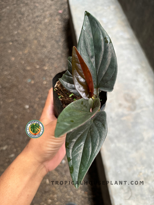 Top view of Syngonium Red Arrow in a nursery bag, showcasing dark green arrow-shaped leaves with emerging red-toned new growth.