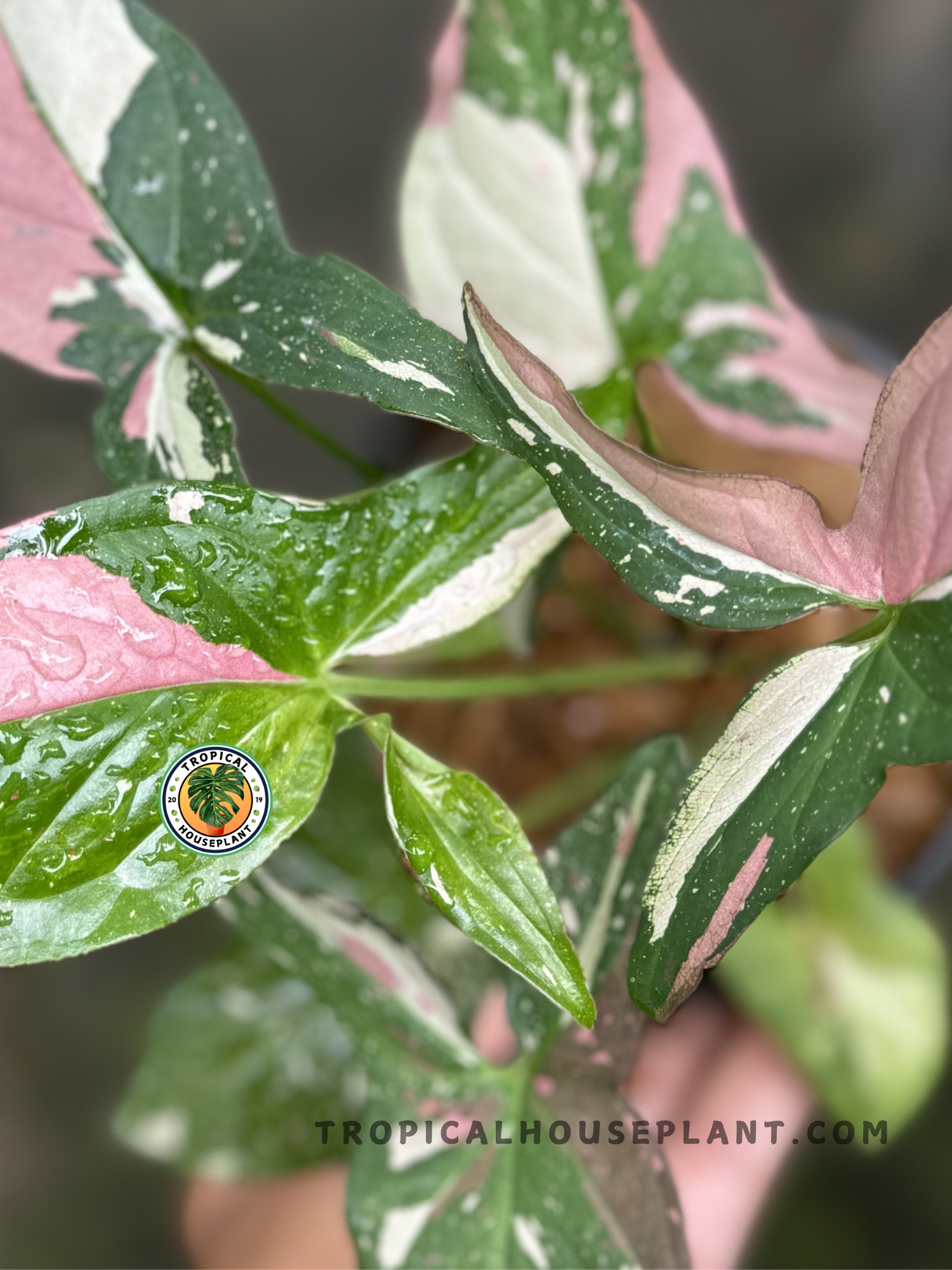 Full view of Syngonium Red Spot Pink on Pink in an indoor setting with bright light.